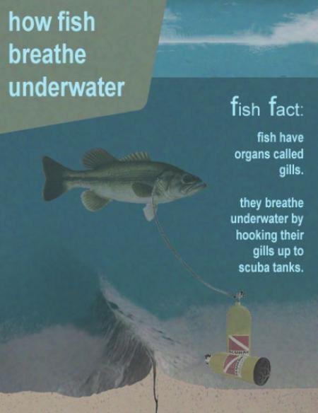 Fish Breathe with Scuba Tanks