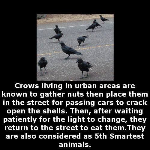 Crow intelligence