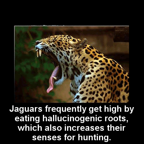 Jaguar drug facts
