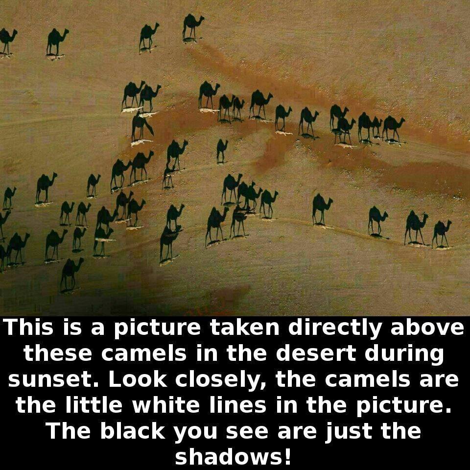 camel shadows