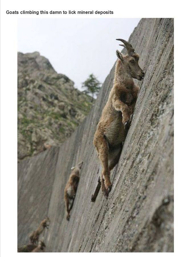 dam climbing goats