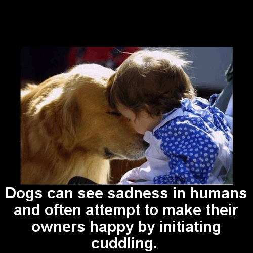 dog empathy