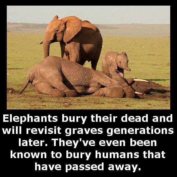 elephant burial