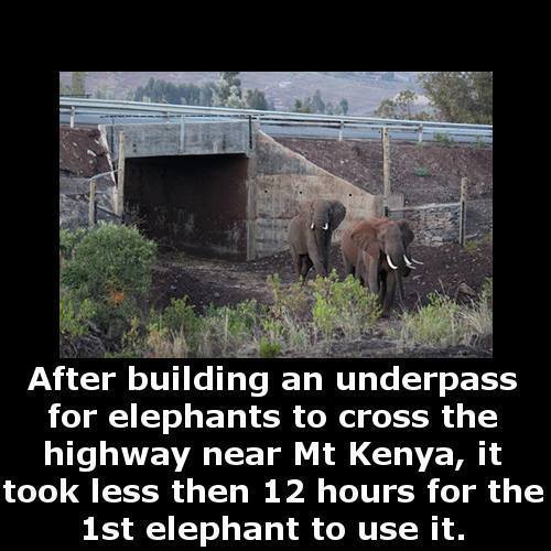 elephant underpass