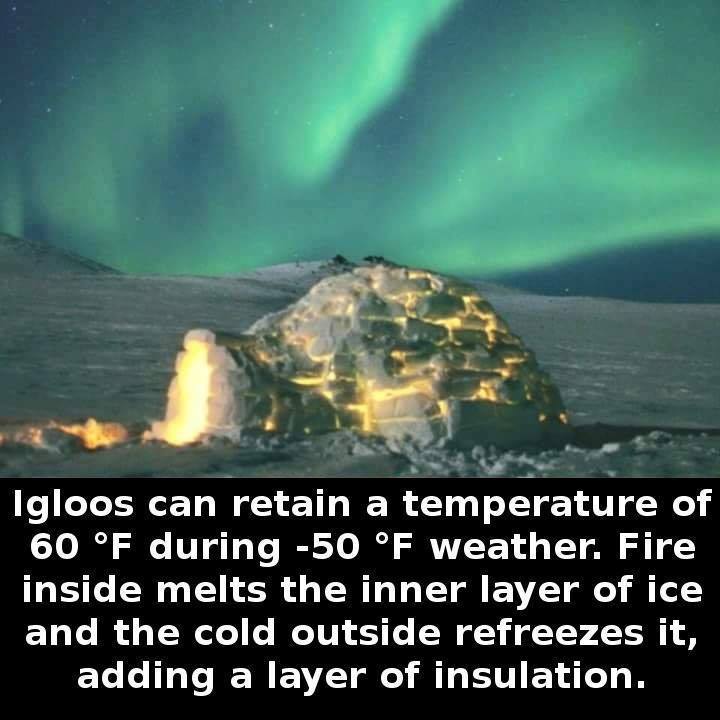 igloo facts