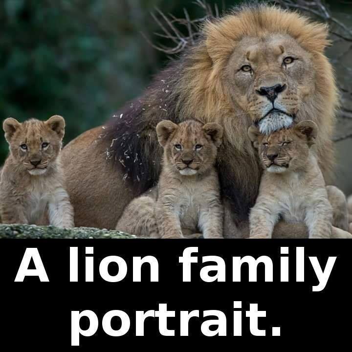 lion family portrait
