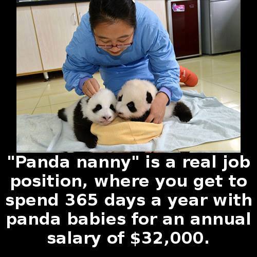 panda nanny