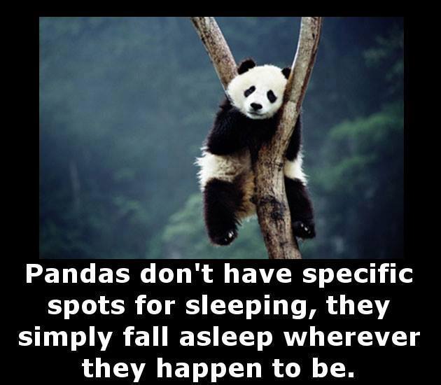 pandas need sleep